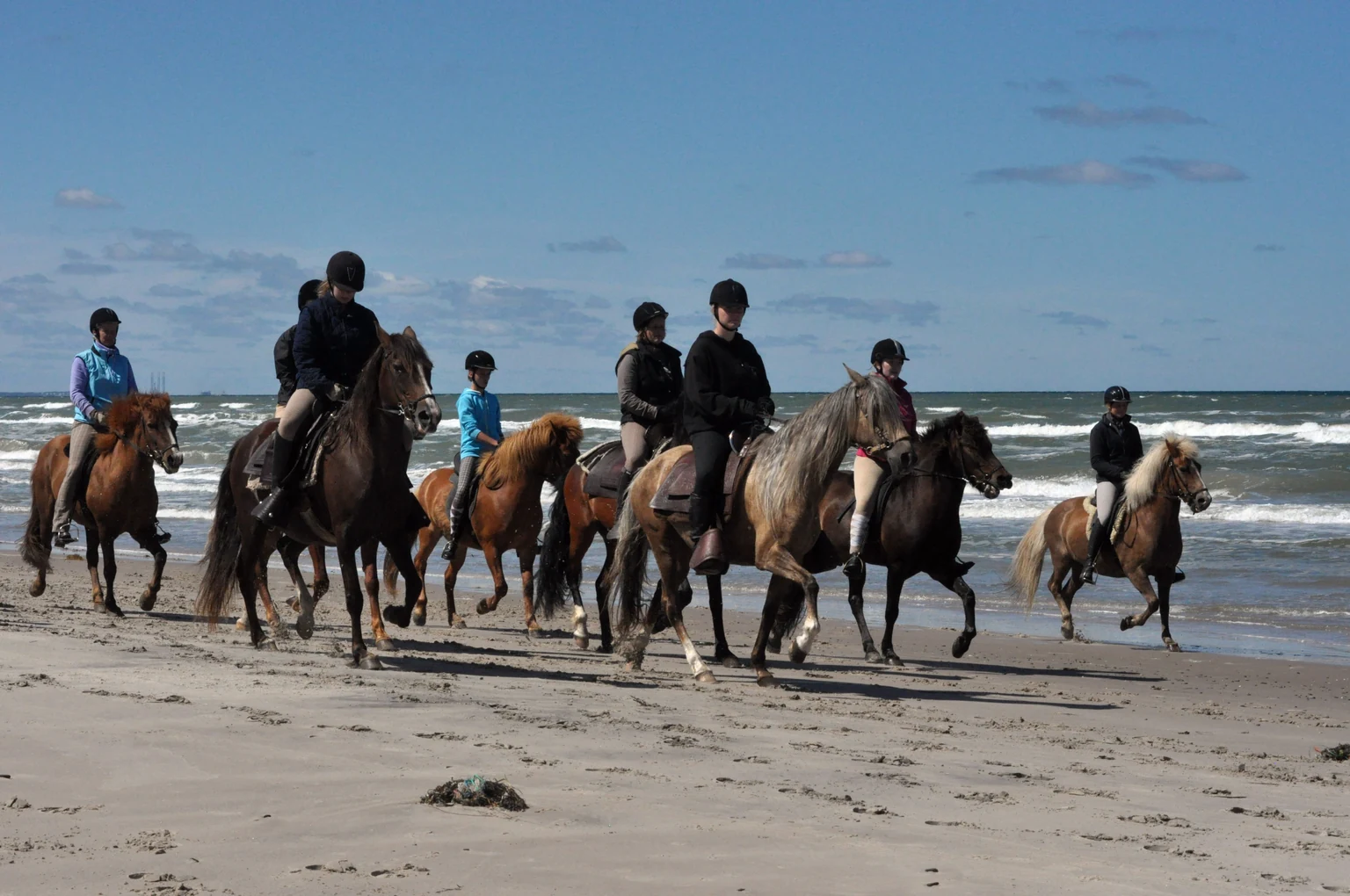 Eine Gruppe Reiter auf Islandpferden am Strand der Nordsee