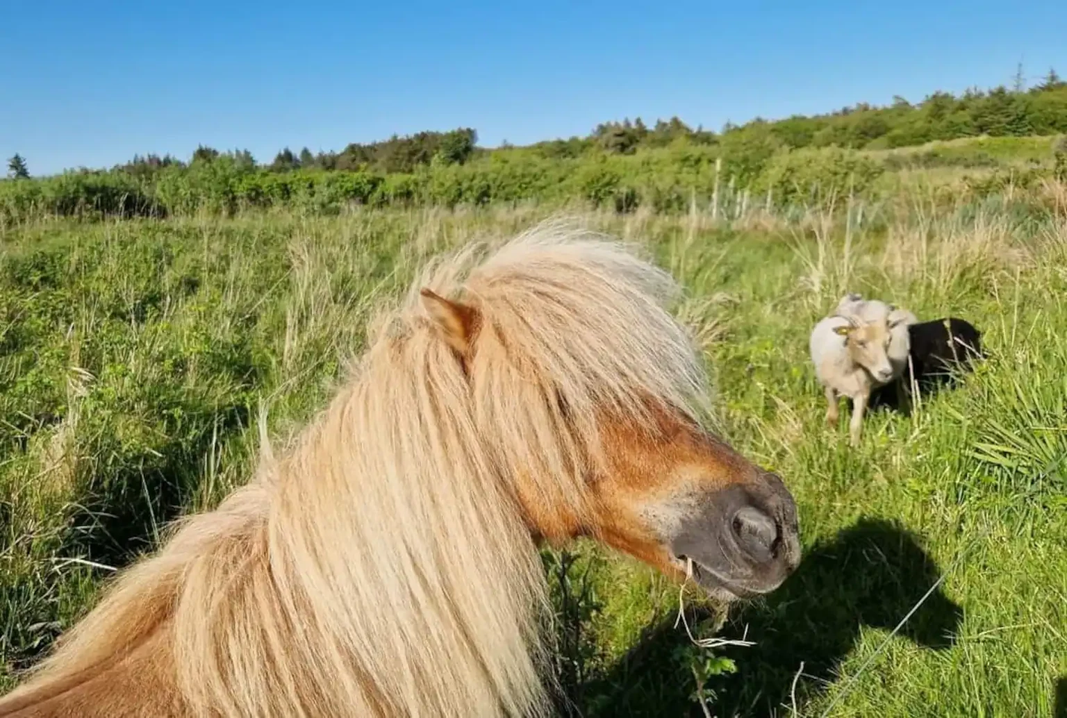 Pony mit heller Mähne grast auf der Wiese vor dem Haus