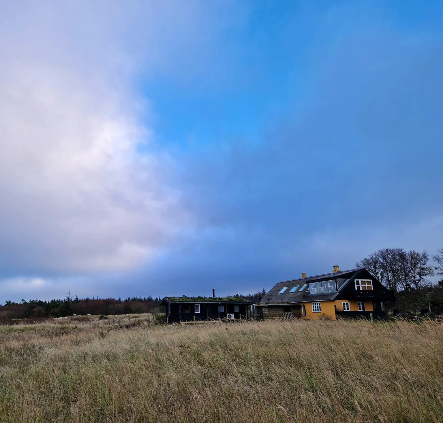 Hohes Gras unter blauem Himmel, hinten das Blockhaus und das gelbe Wohnhaus des Hofs