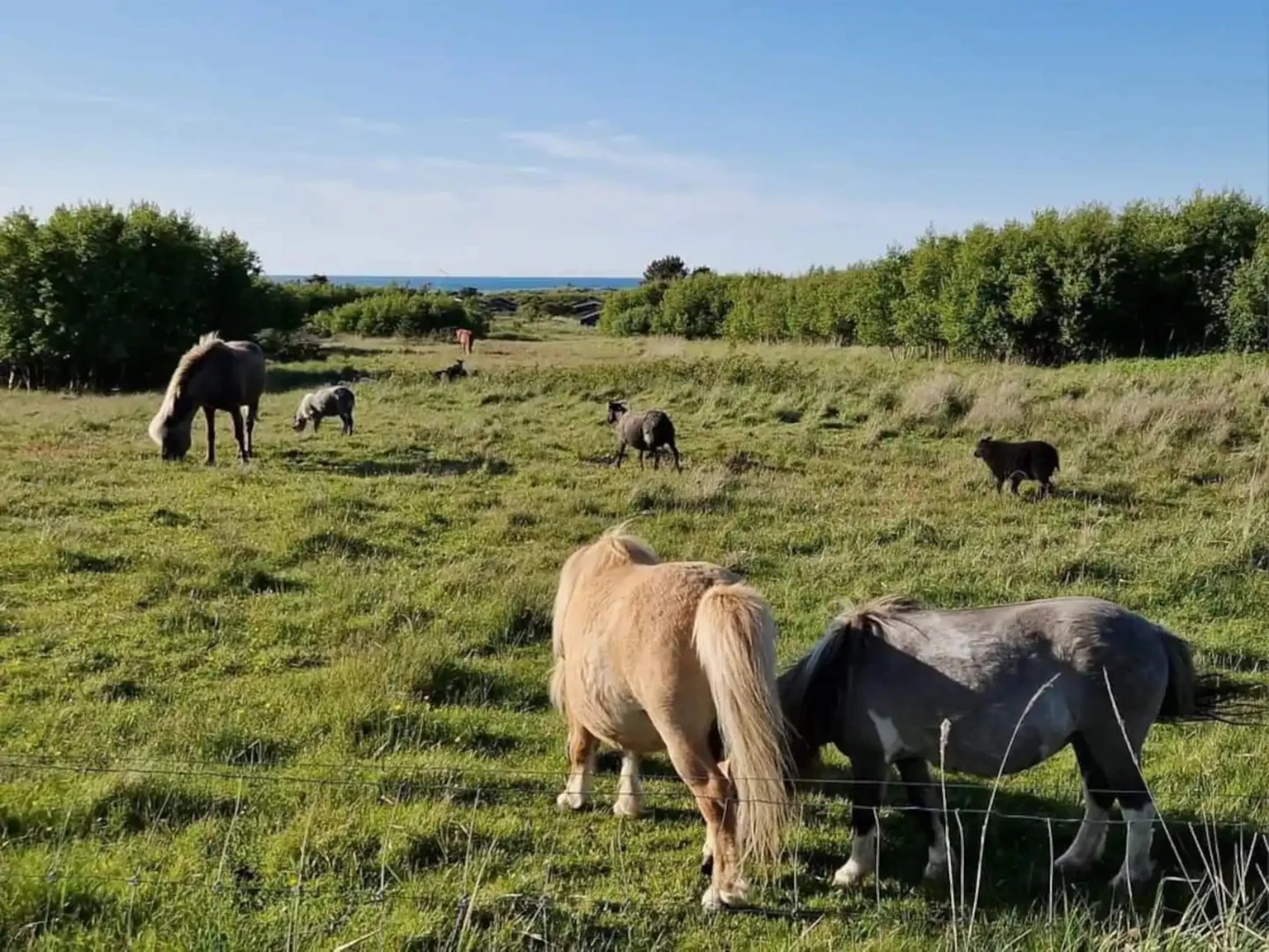 Ponys und Schafe auf der Weide, dahinter Büsche und das Meer